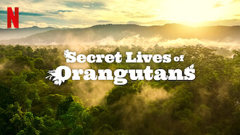 Secret Lives of Orangutans (2024)